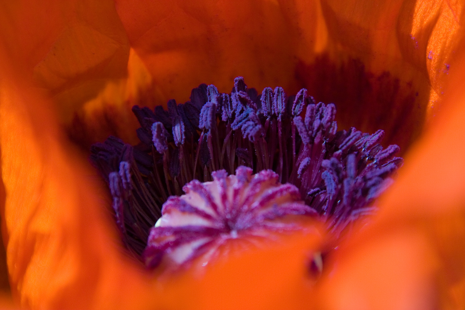 orange poppy power 1