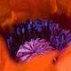 orange poppy power 1