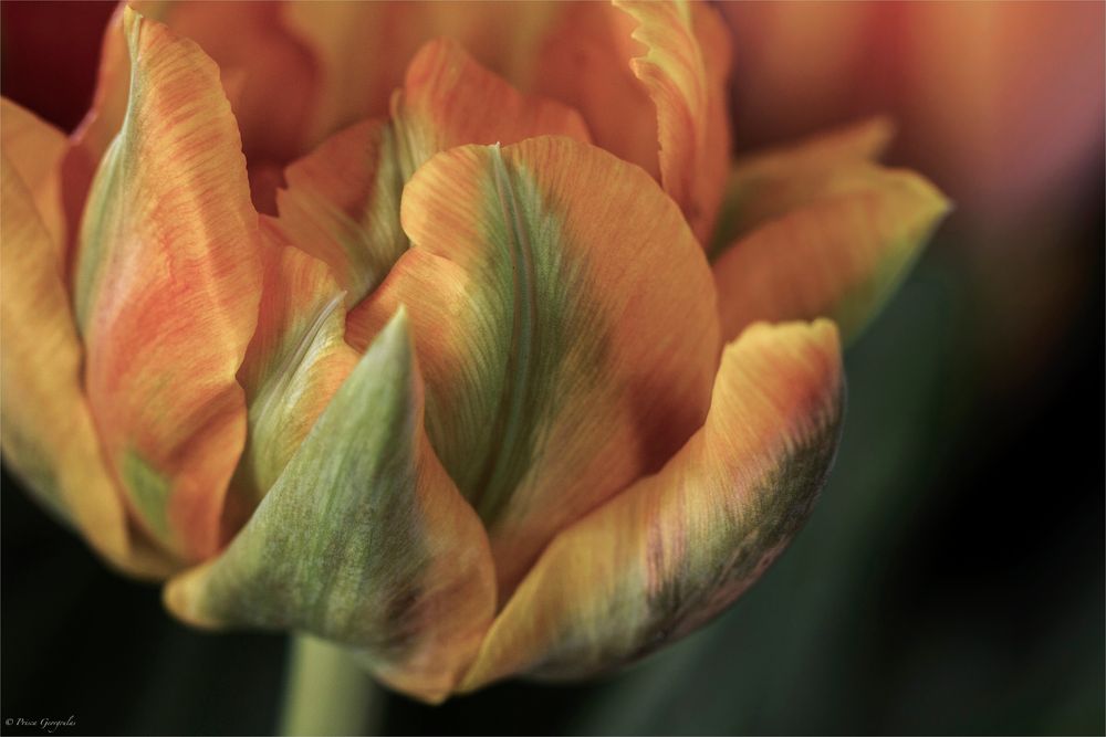 Orange Princess nennt sich diese Tulpe