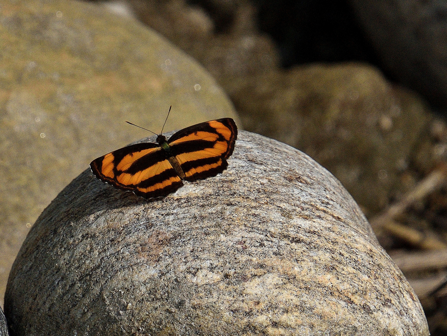 Orange quer