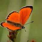 orange ready to fly