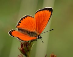 orange ready to fly