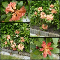 Orange Rhododendron