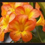 Orange Rhododendron II