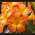Orange Rhododendron II