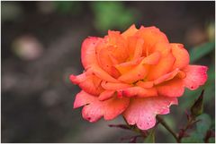 Orange-Rosa