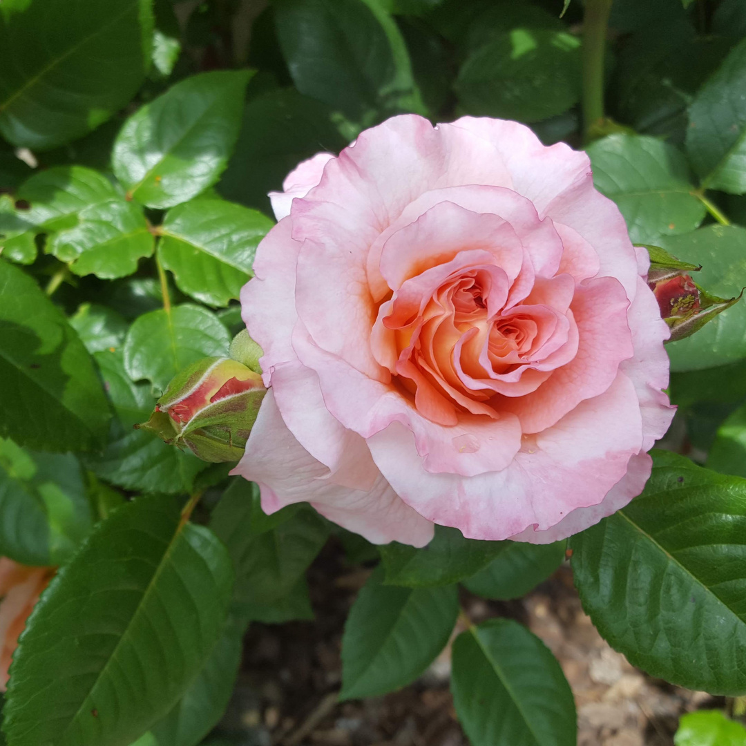 Orange-Rosa Edelrose