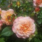 Orange-Rosa Edelrose im August