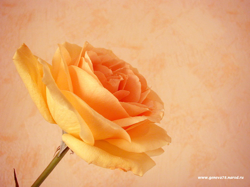 orange rose