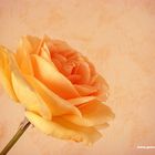 orange rose