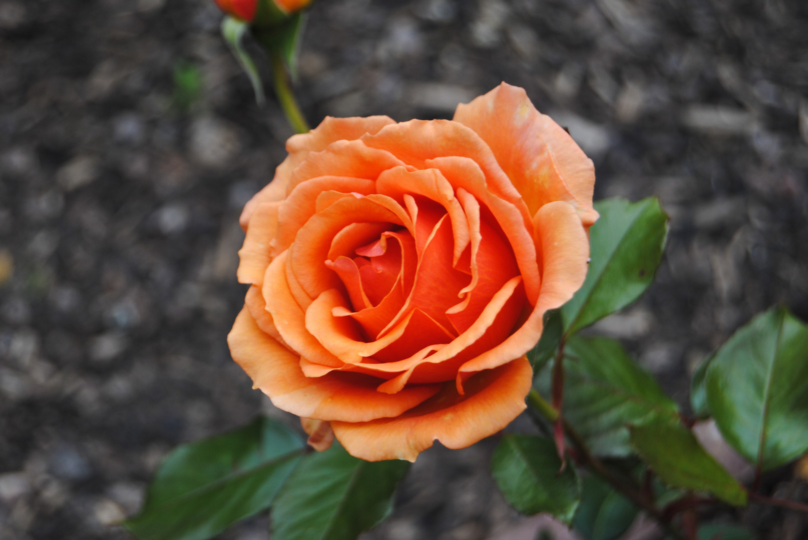 Orange Rose