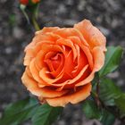 Orange Rose