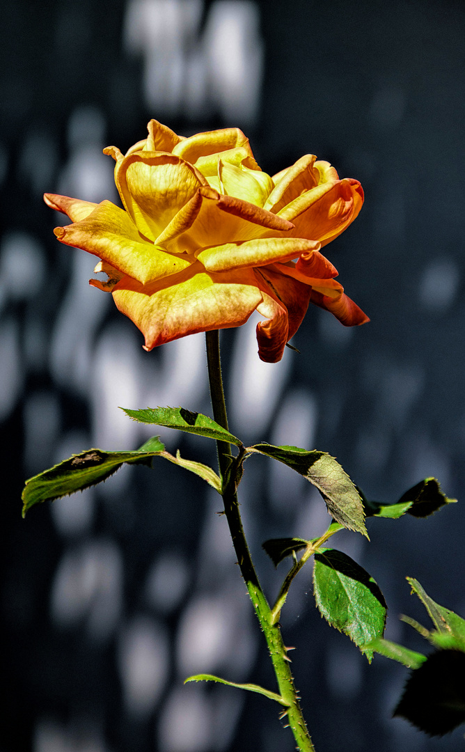 Orange Rose