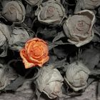 orange rose