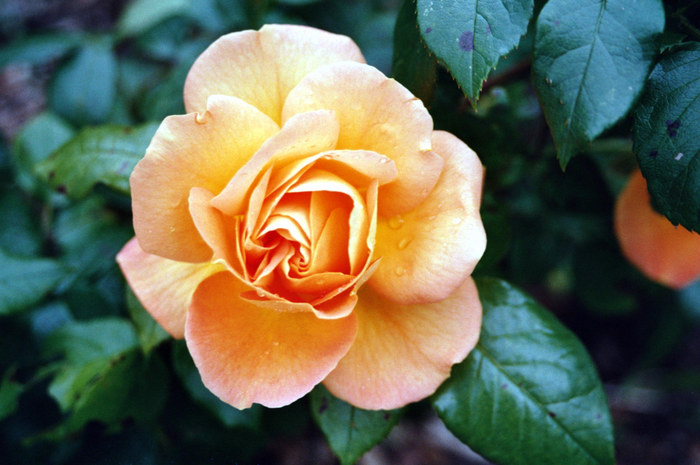 Orange Rose