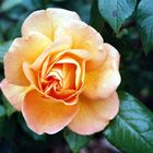 Orange Rose