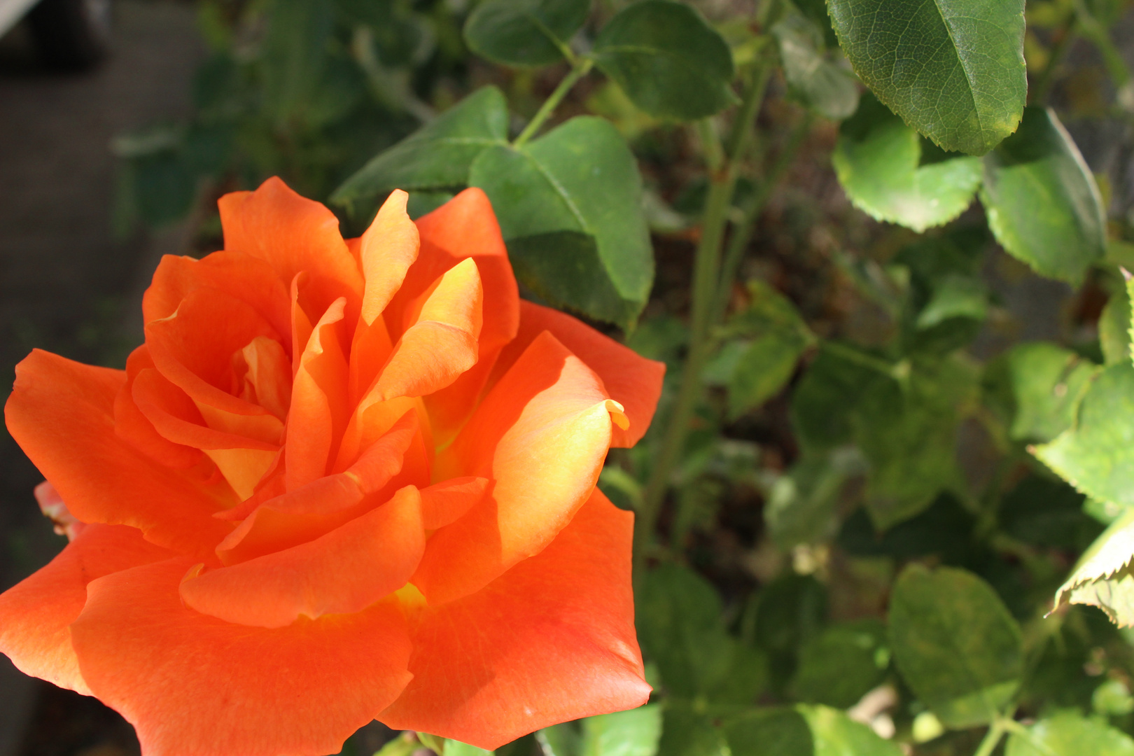 Orange Rose