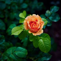 Orange Rose (3)