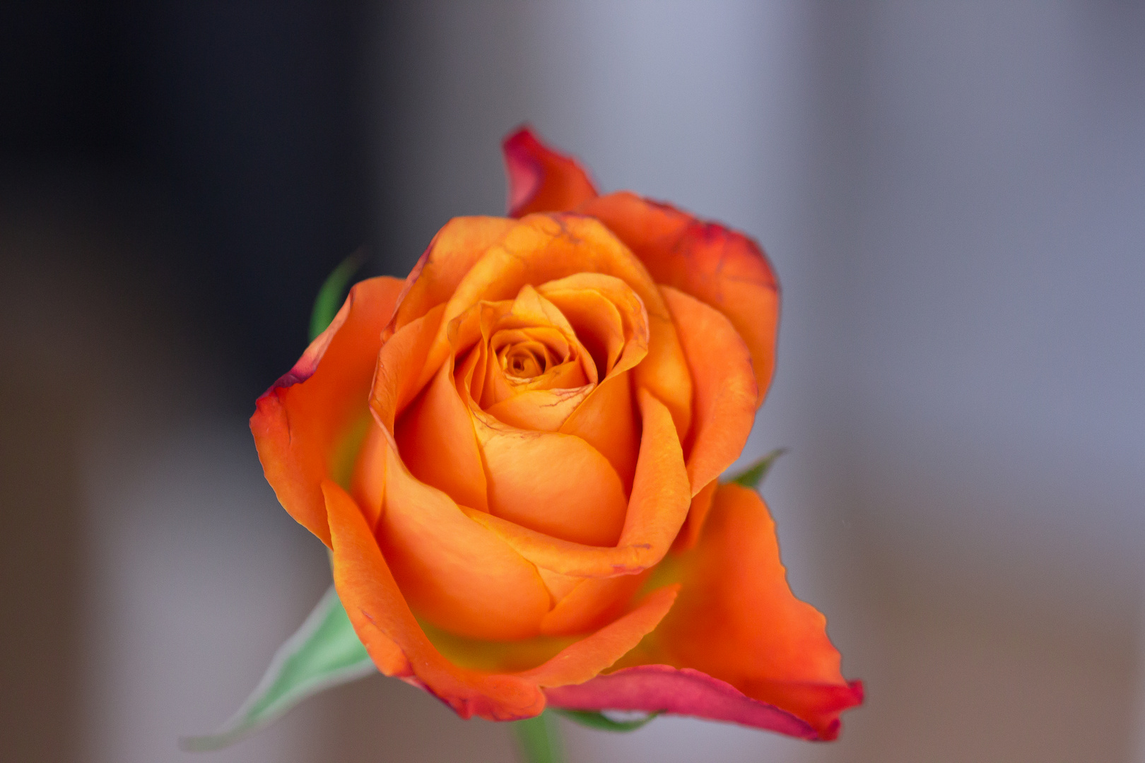 Orange Rose