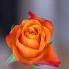 Orange Rose