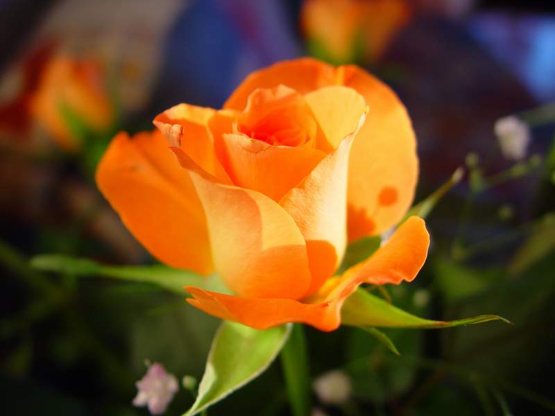 Orange Rose