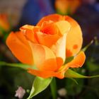 Orange Rose