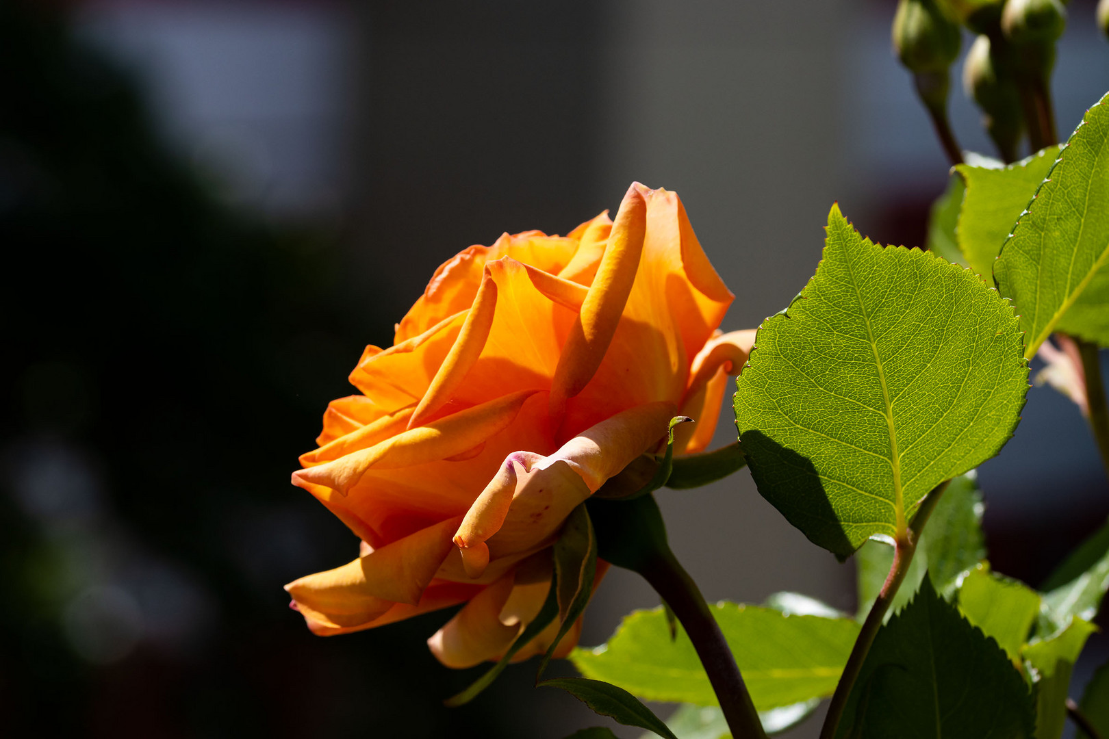 Orange Rose