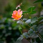 Orange Rose