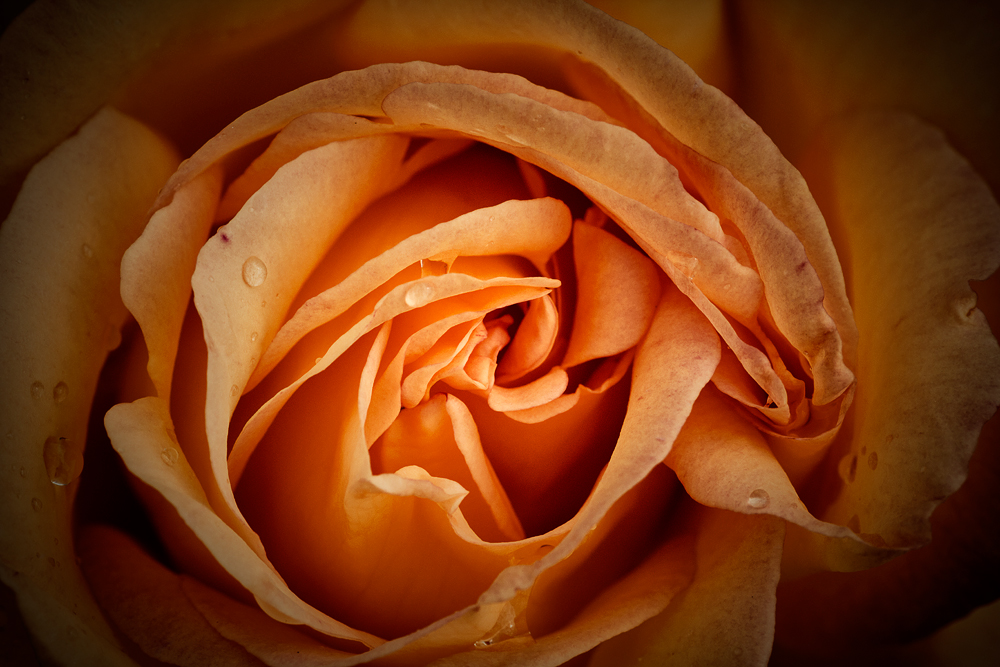 orange rose