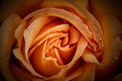 orange rose