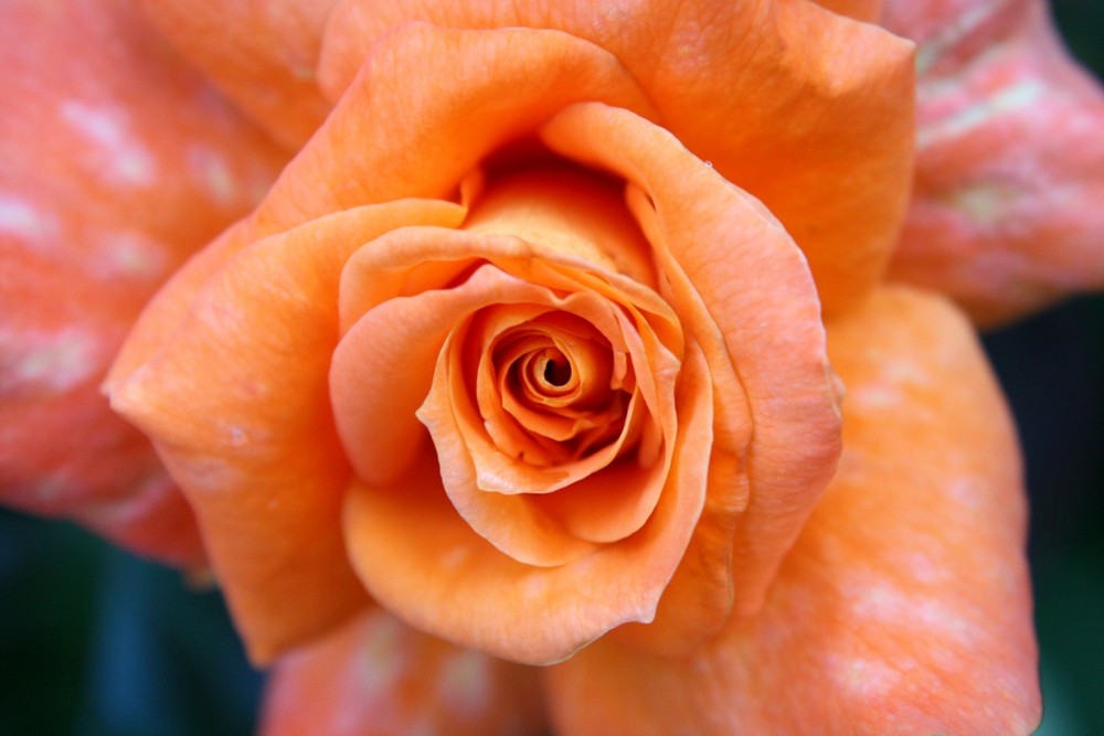 Orange Rose