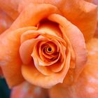 Orange Rose