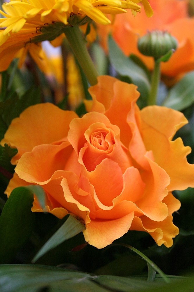 Orange Rose