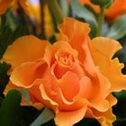 Orange Rose