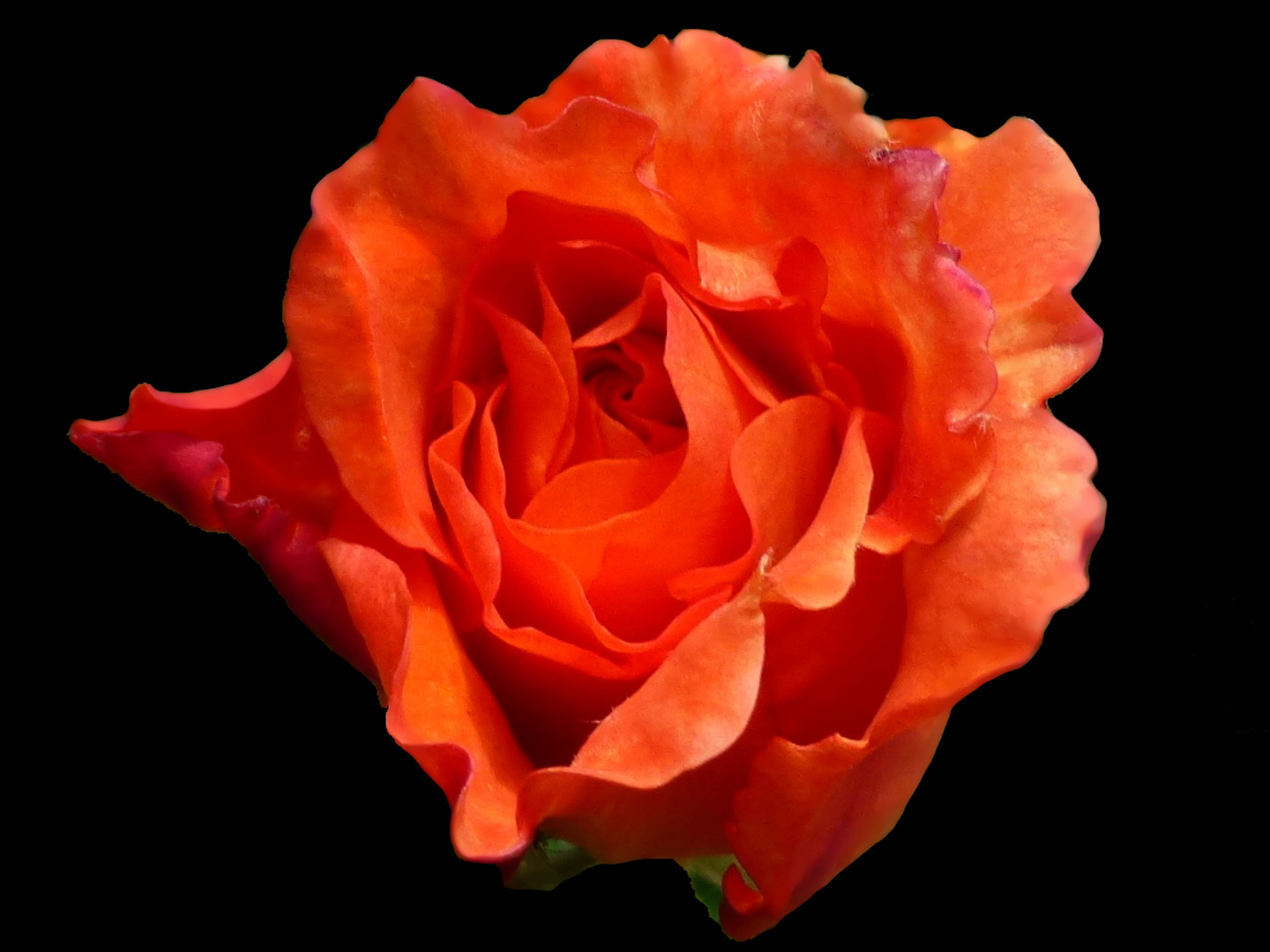 Orange Rose