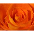 ~ Orange Rose ~