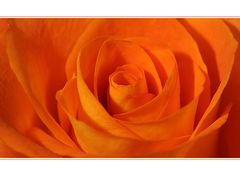 ~ Orange Rose ~