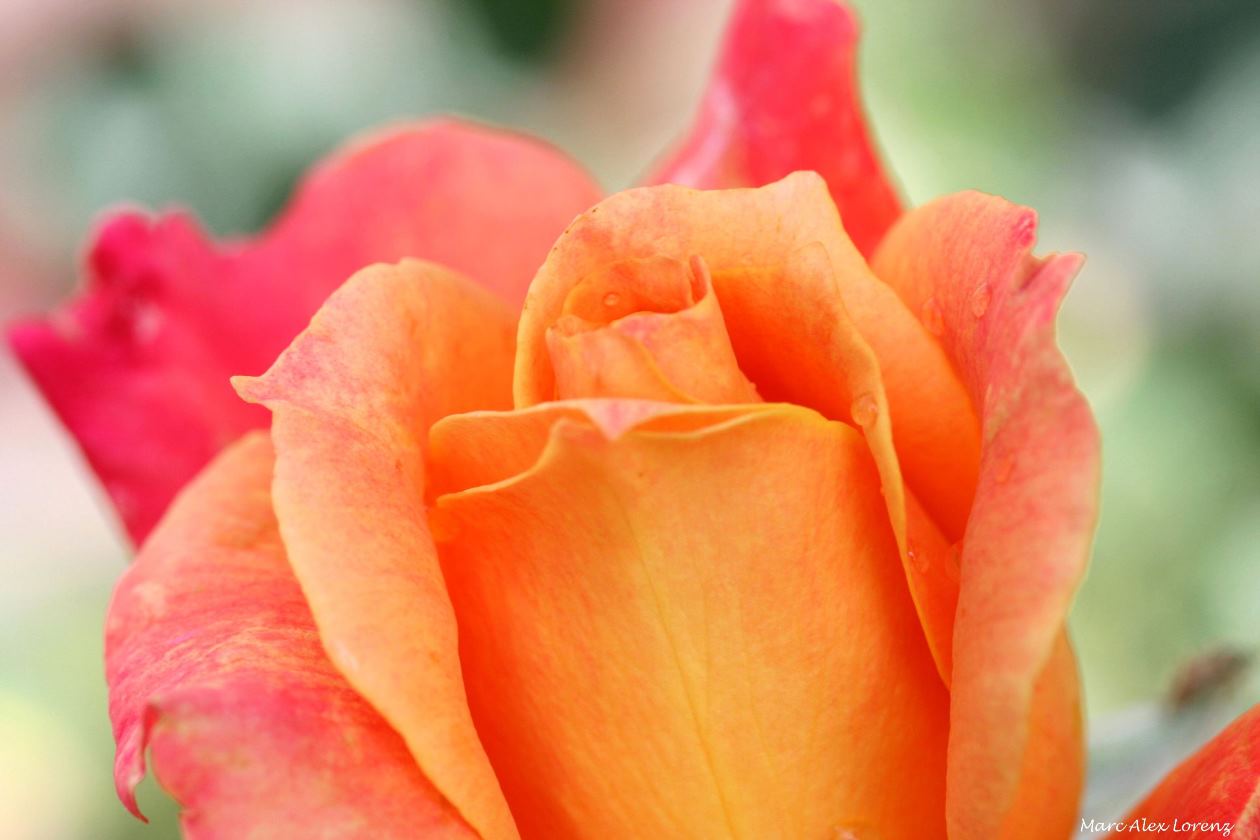 orange rose