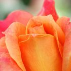 orange rose