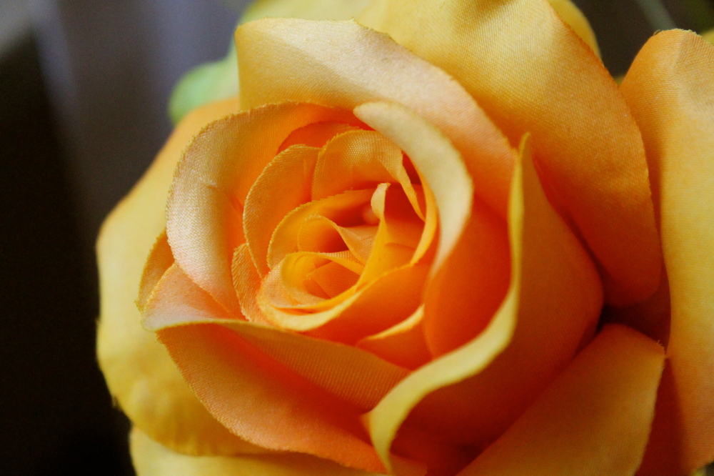 Orange Rose