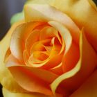 Orange Rose