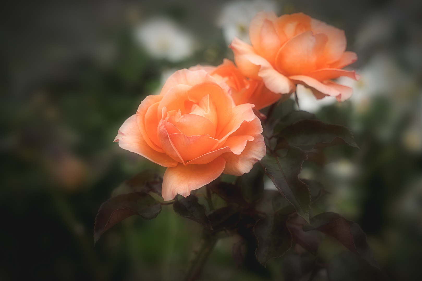 Orange Rose