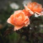 Orange Rose