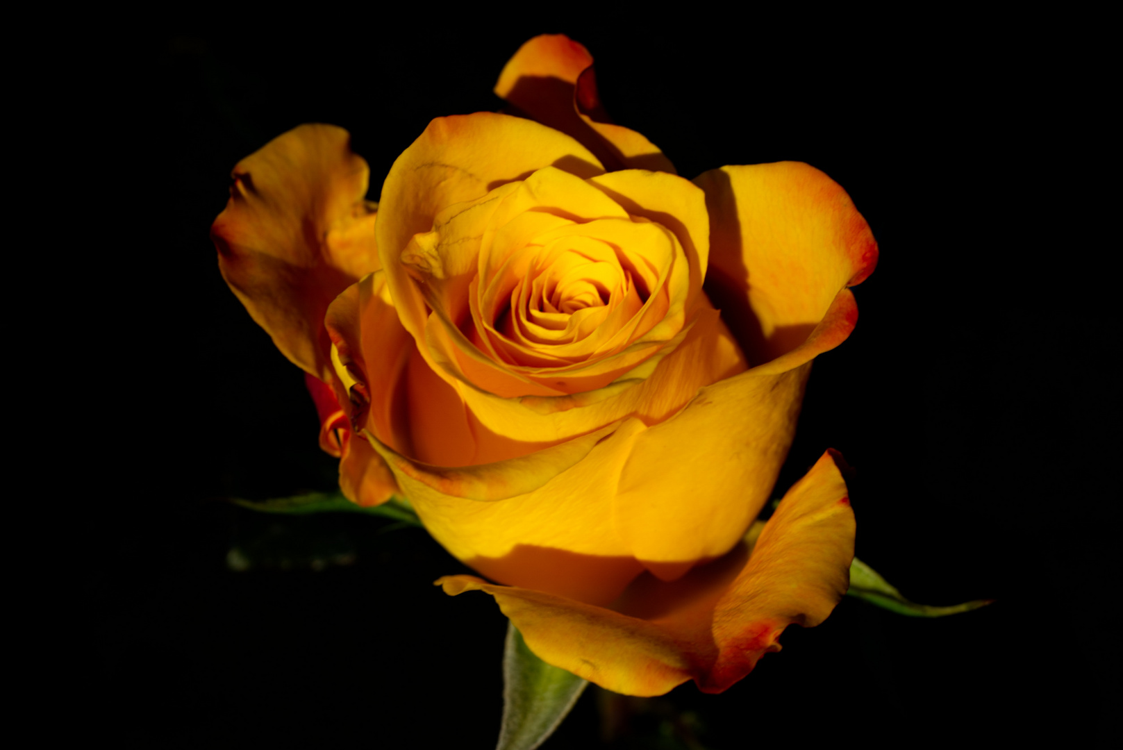 Orange Rose