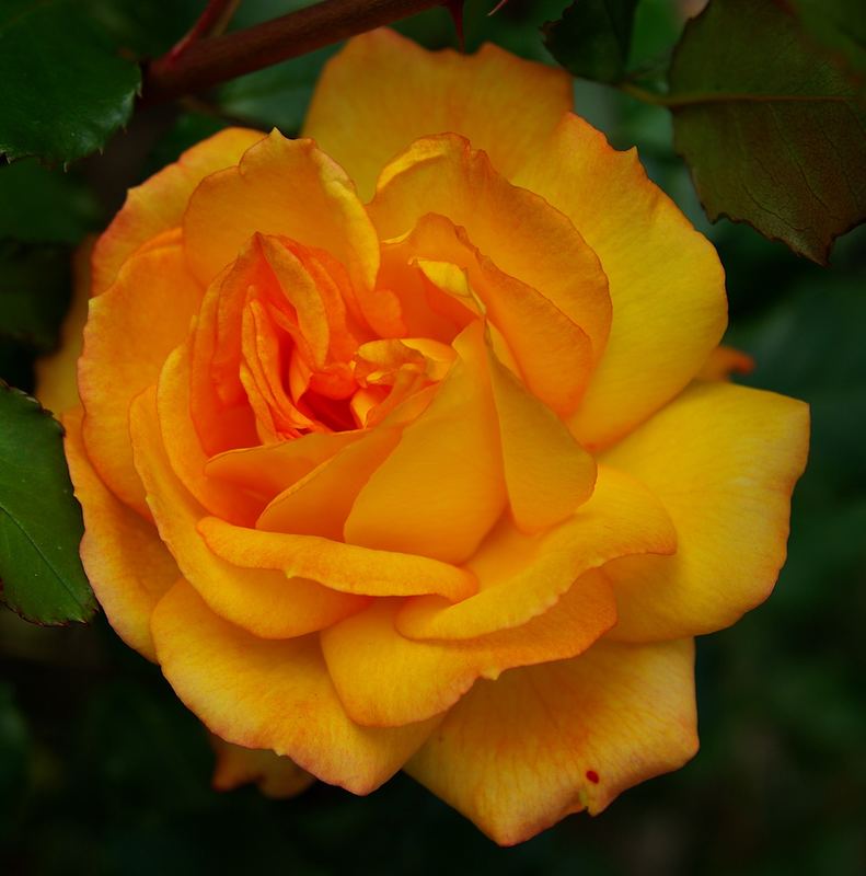 Orange Rose