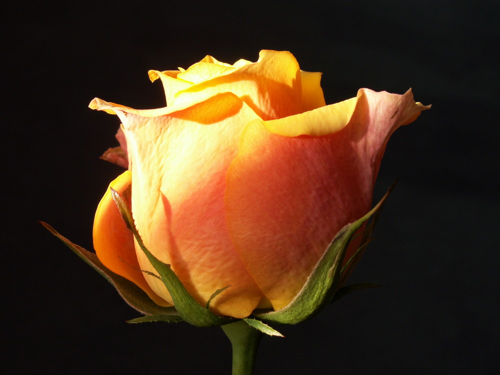 orange Rose