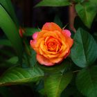 orange rose