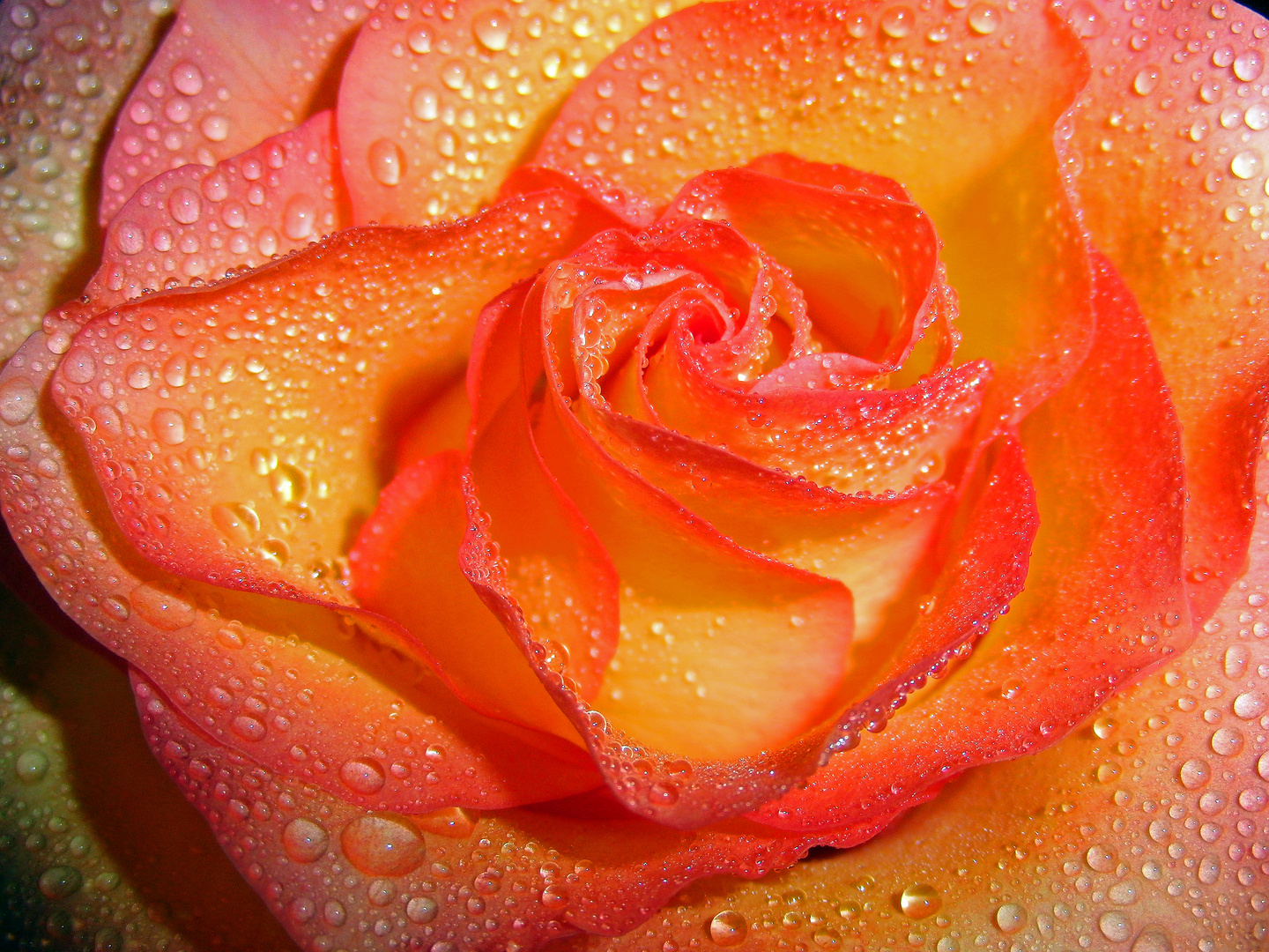 orange Rose