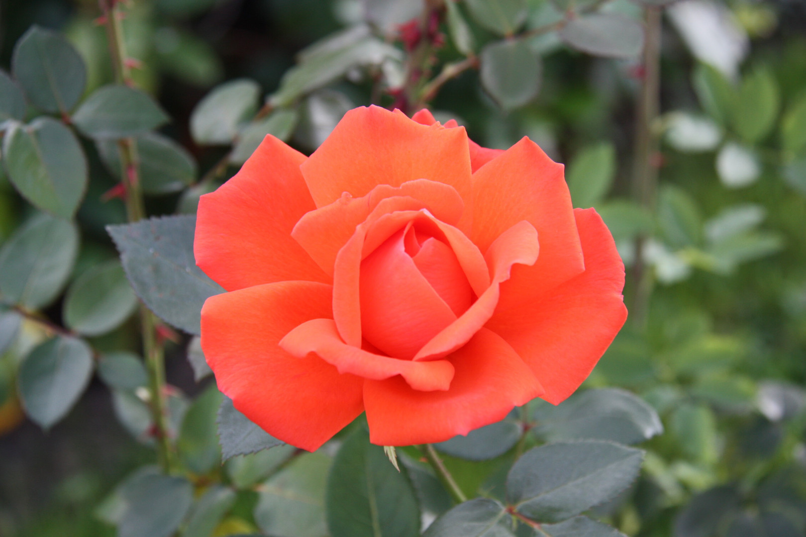 Orange Rose