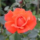 Orange Rose